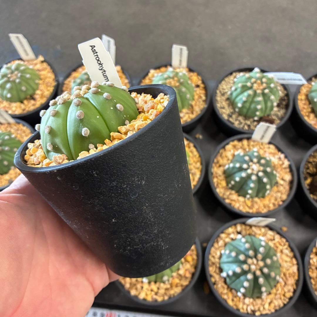 アストロフィツム 'スーパー兜'15鉢　3.5寸サイズ