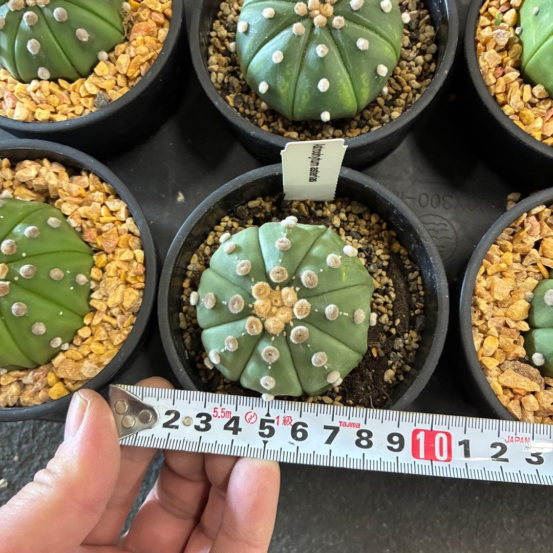 アストロフィツム 'スーパー兜'15鉢　3.5寸サイズ