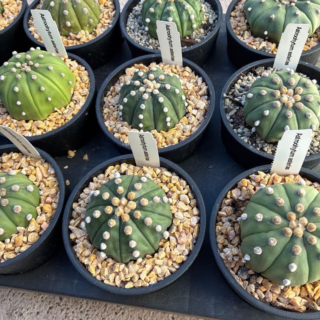 アストロフィツム 'スーパー兜'15鉢　3.5寸サイズ