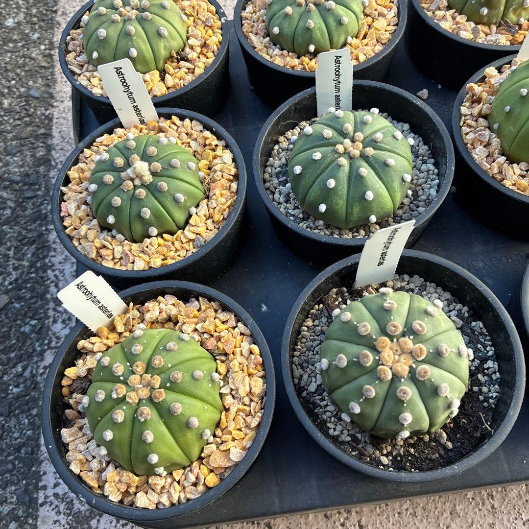 アストロフィツム 'スーパー兜'15鉢　3.5寸サイズ