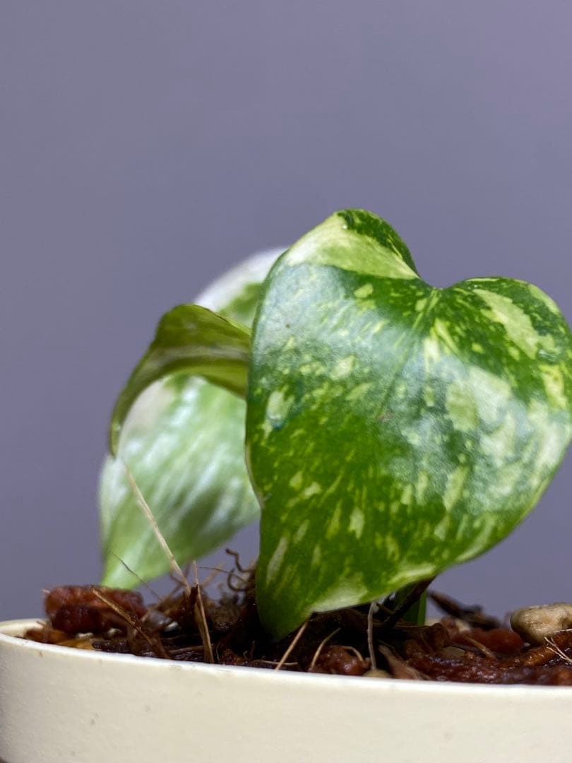 M*0様 ②【超希少‼️】モンステラ　エレクトロライト　斑入り　レア　人気　メル