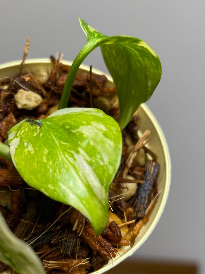 M*0様 ②【超希少‼️】モンステラ　エレクトロライト　斑入り　レア　人気　メル