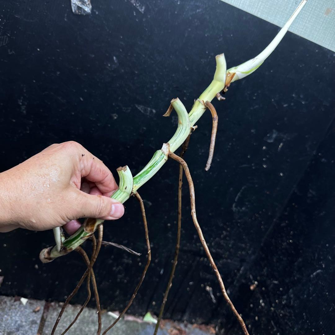 超*✿様 斑入りモンステラホワイトタイガー大茎7株おまとめ