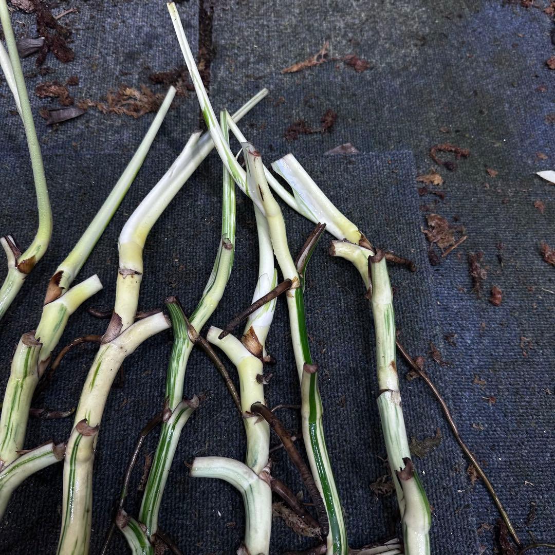 超*✿様 斑入りモンステラホワイトタイガー大茎7株おまとめ