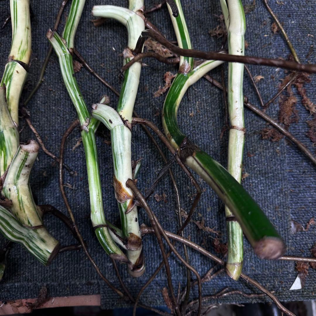 超*✿様 斑入りモンステラホワイトタイガー大茎7株おまとめ