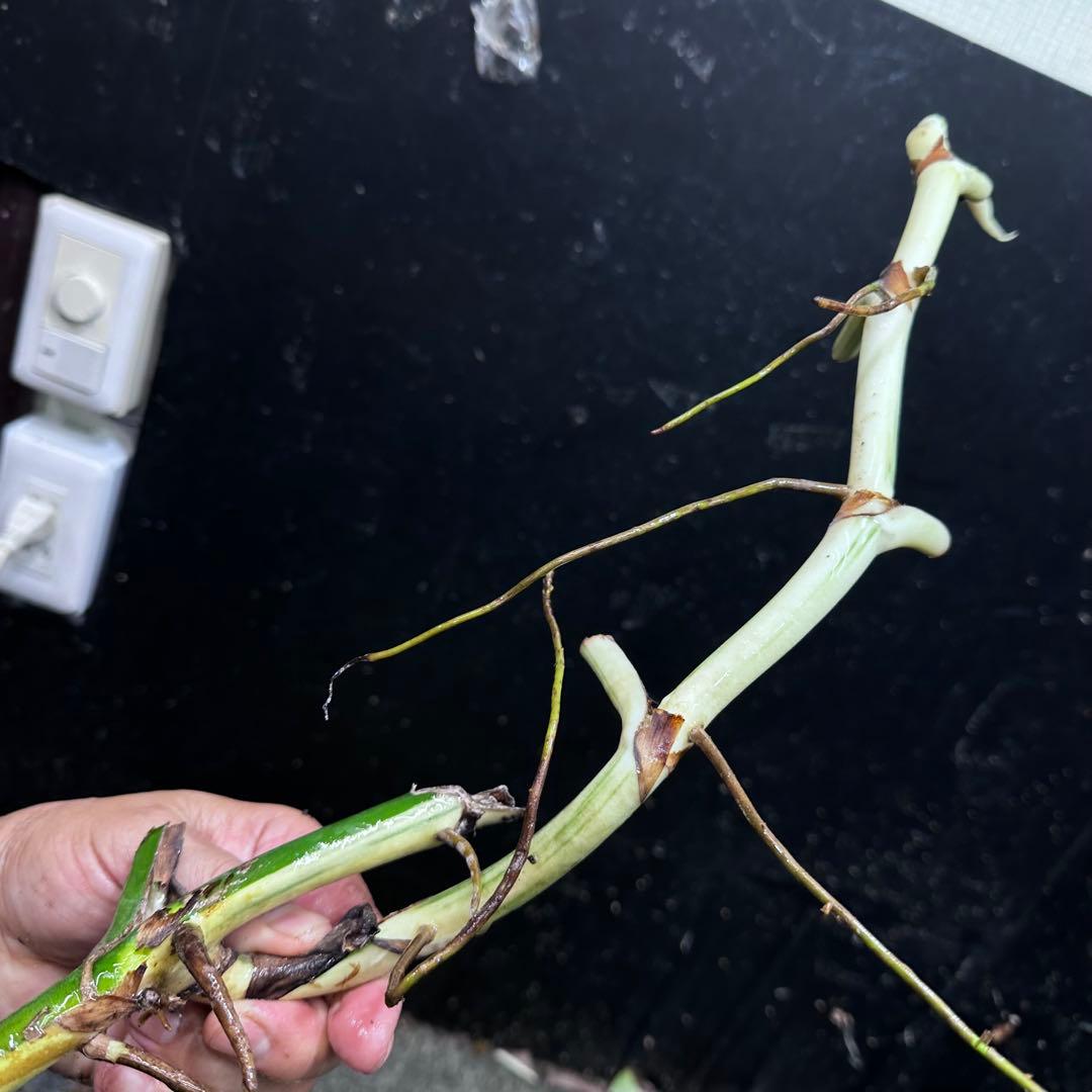 超*✿様 斑入りモンステラホワイトタイガー大茎7株おまとめ