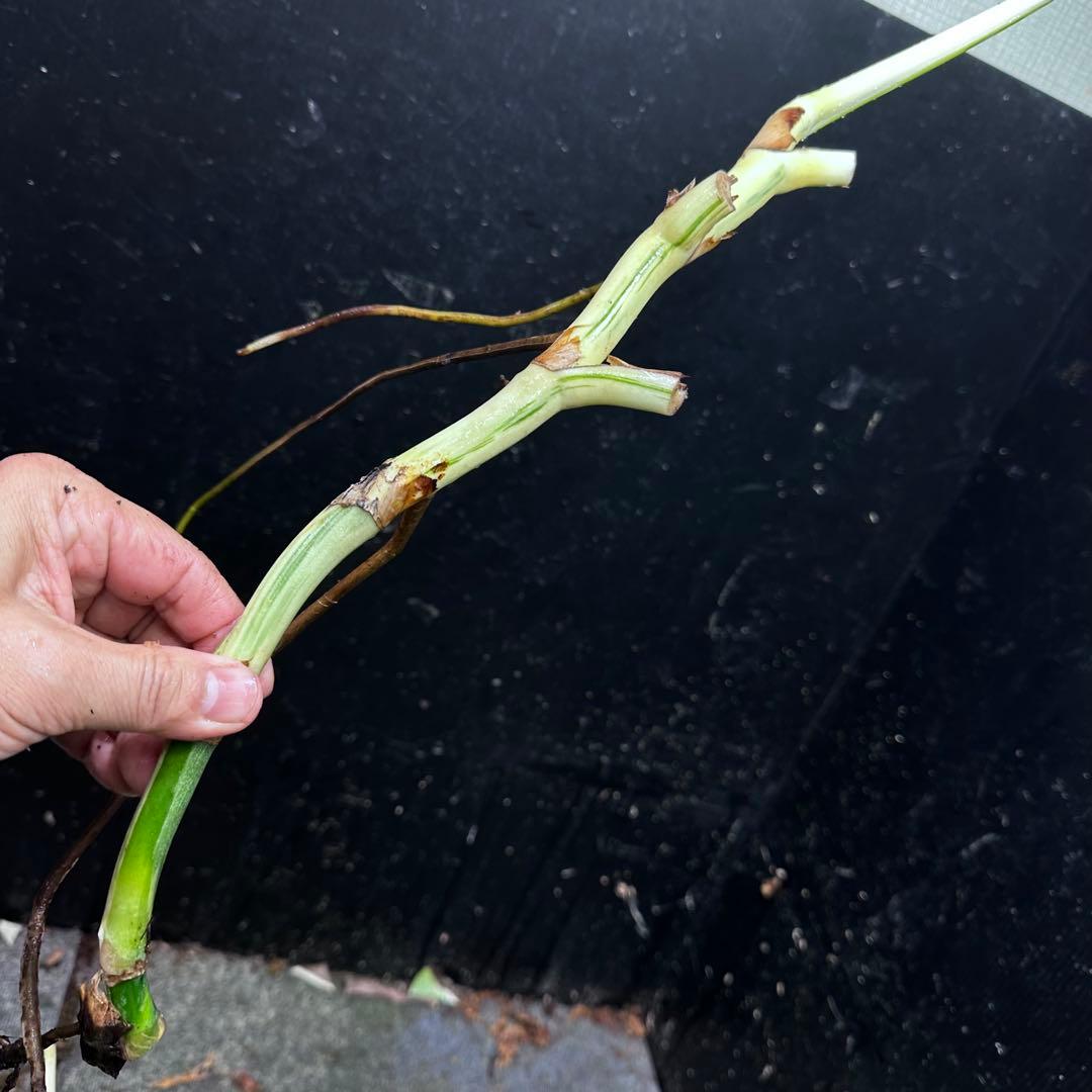 超*✿様 斑入りモンステラホワイトタイガー大茎7株おまとめ
