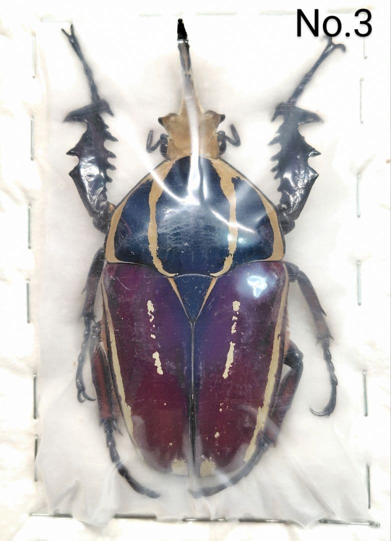 ウガンダオオツノハナムグリ 標本 73mm 濃青色美麗個体