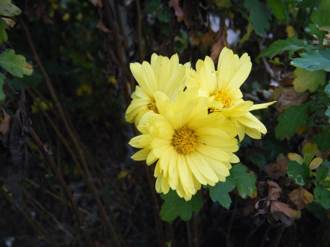 実写美⭕️【動作確認済】FUJIFILM 防水 FinePix Z33WP　緑