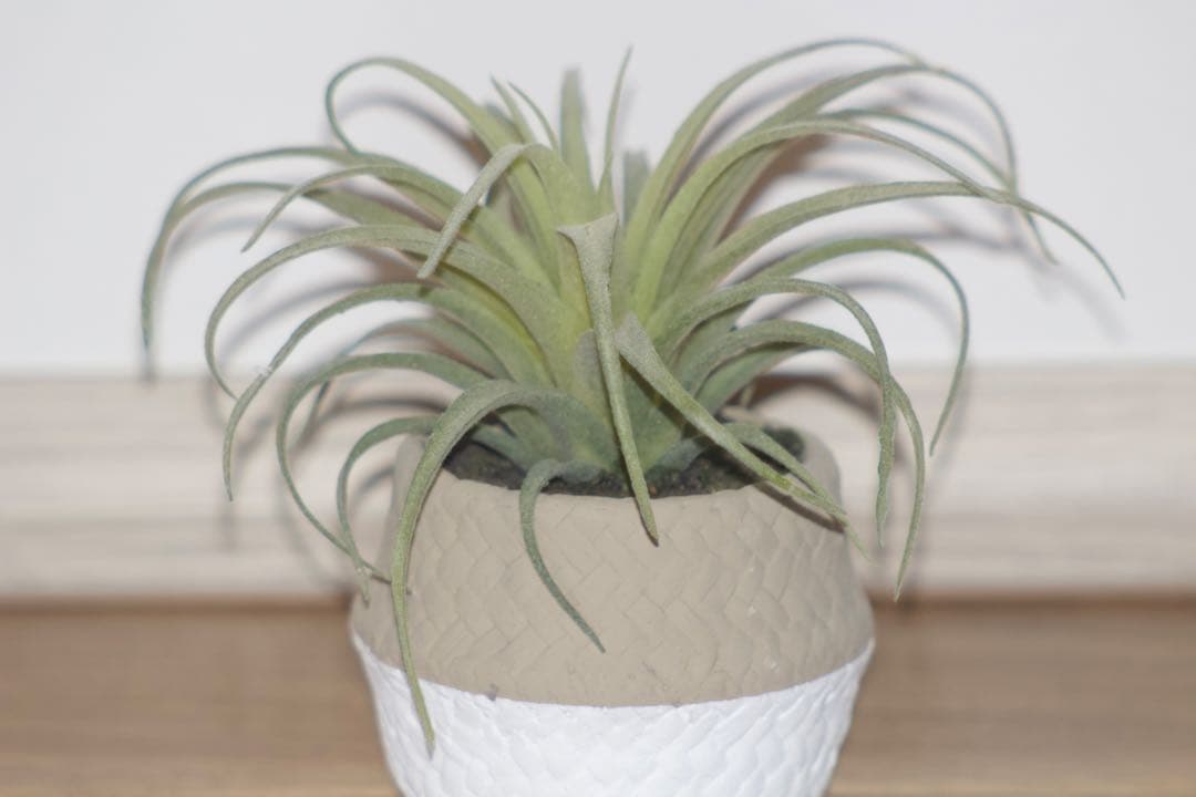 ✨ダブルレンズ✨Canon kiss X7 初心者おすすめ 簡単操作 入門機