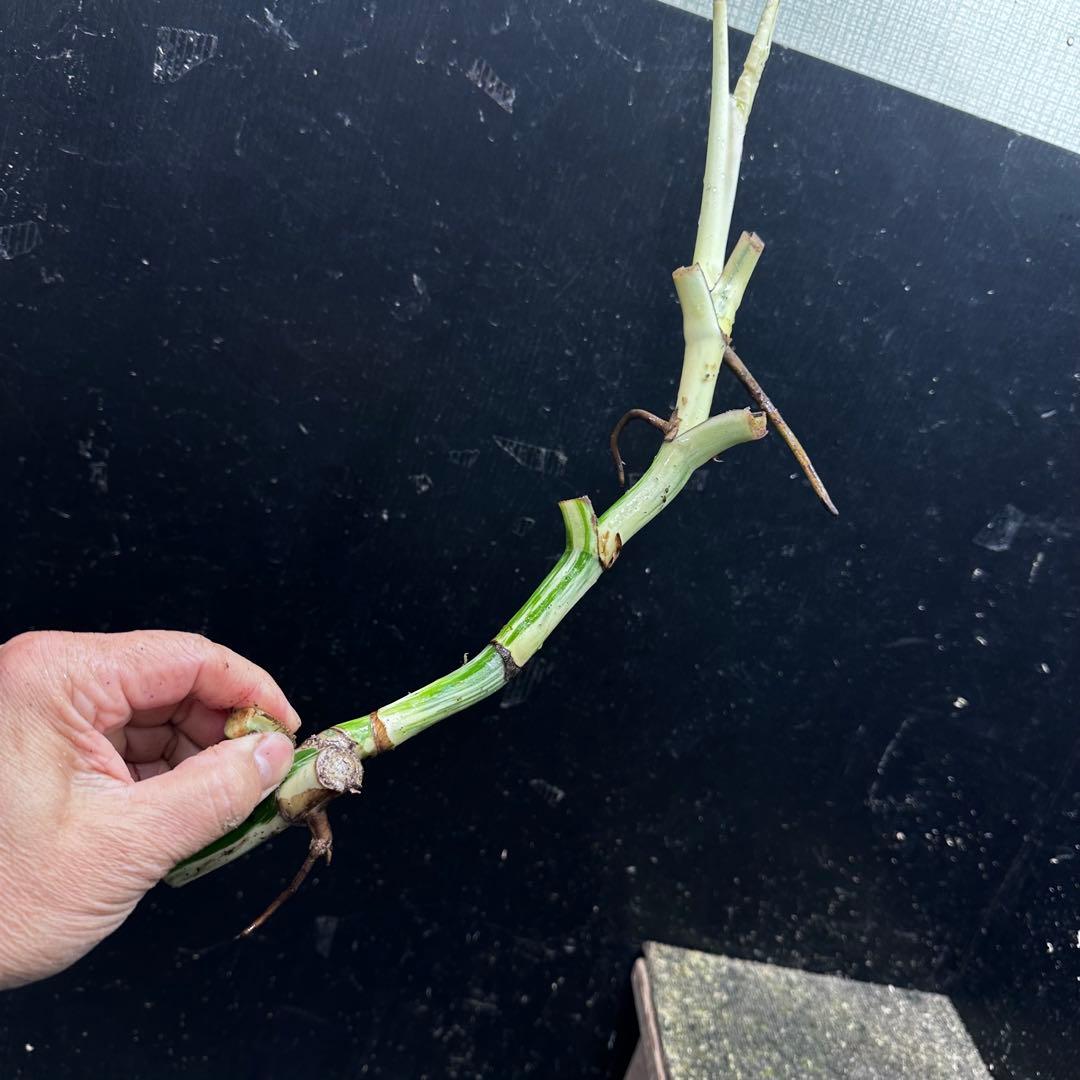 超*✿様 斑入りモンステラホワイトタイガー大茎6株おまとめ