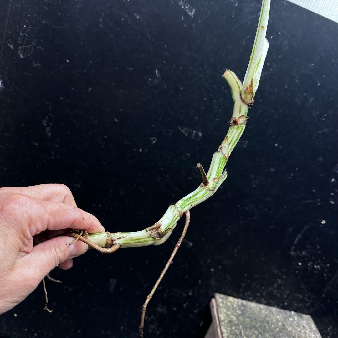 超*✿様 斑入りモンステラホワイトタイガー大茎6株おまとめ