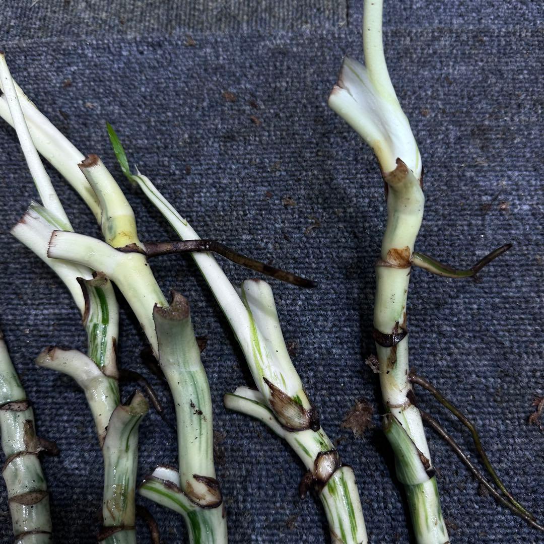 超*✿様 斑入りモンステラホワイトタイガー大茎6株おまとめ