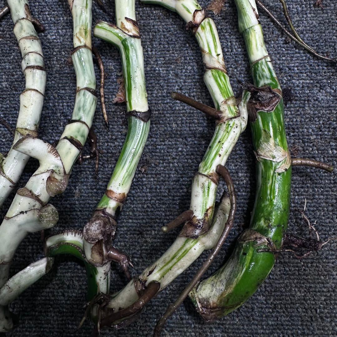 超*✿様 斑入りモンステラホワイトタイガー大茎6株おまとめ