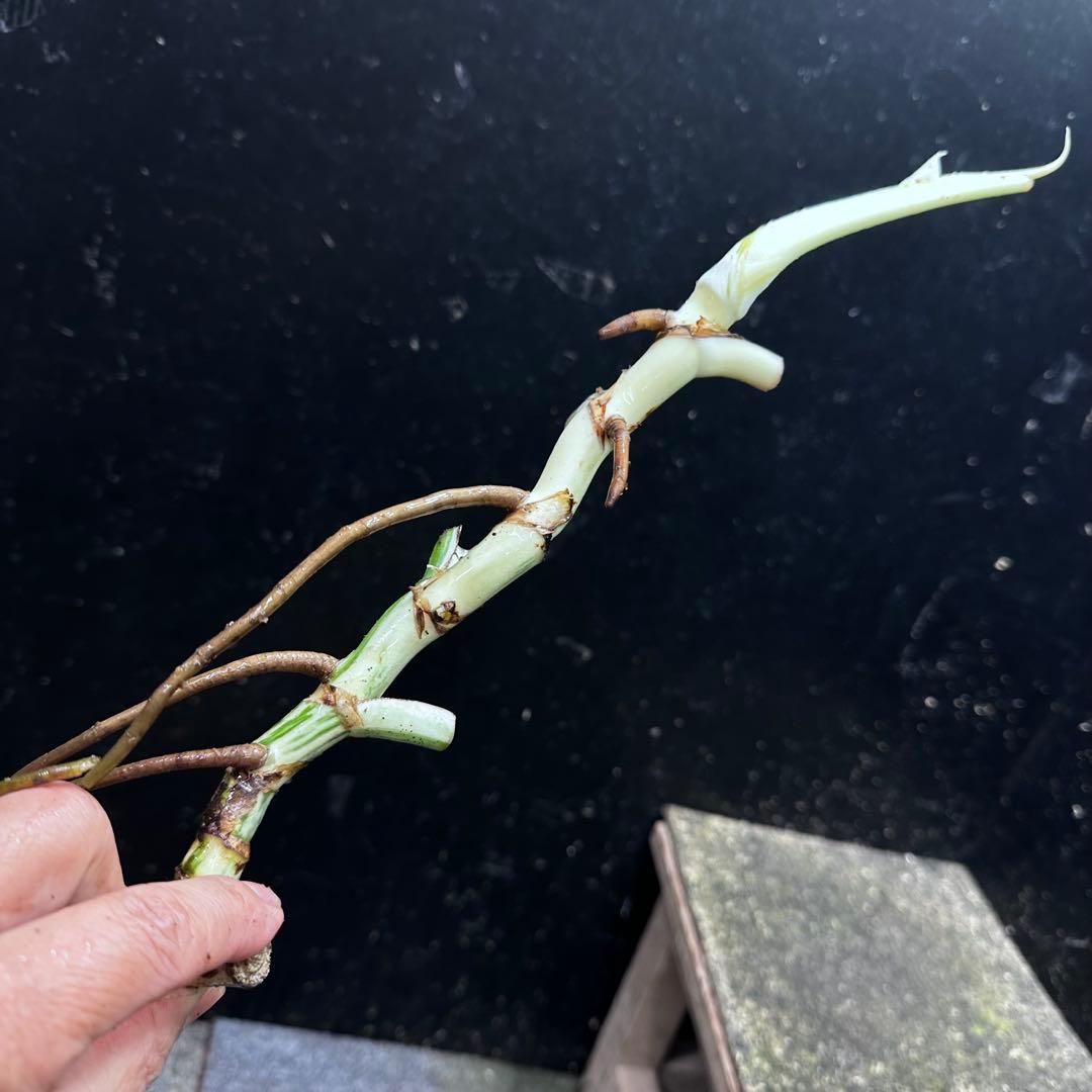 超*✿様 斑入りモンステラホワイトタイガー大茎6株おまとめ