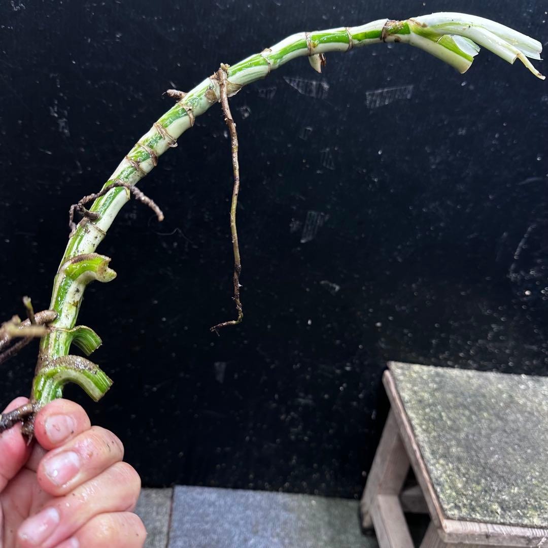 超*✿様 斑入りモンステラホワイトタイガー大茎6株おまとめ