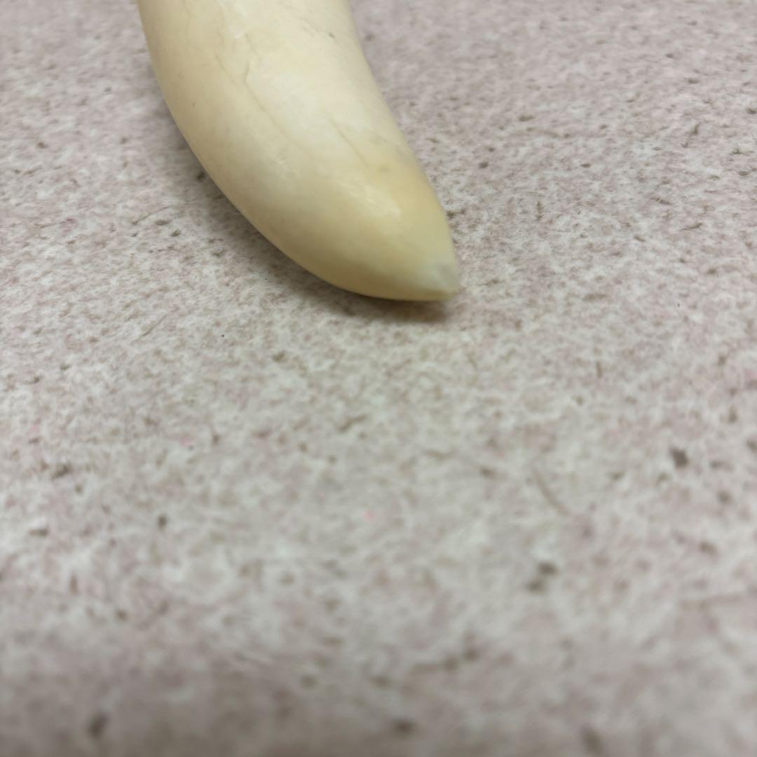 鯨歯 約9.5cm 約133g