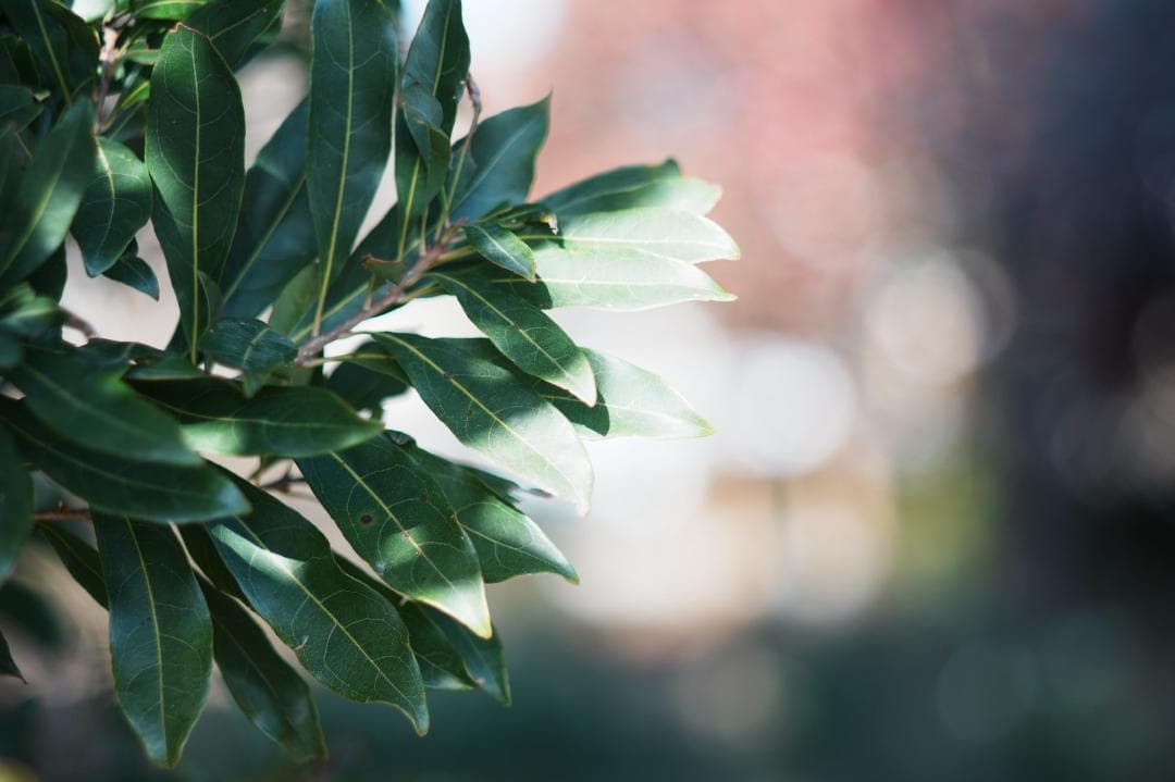 【整備＆テスト済】SMC PENTAX 105mm F2.8 095