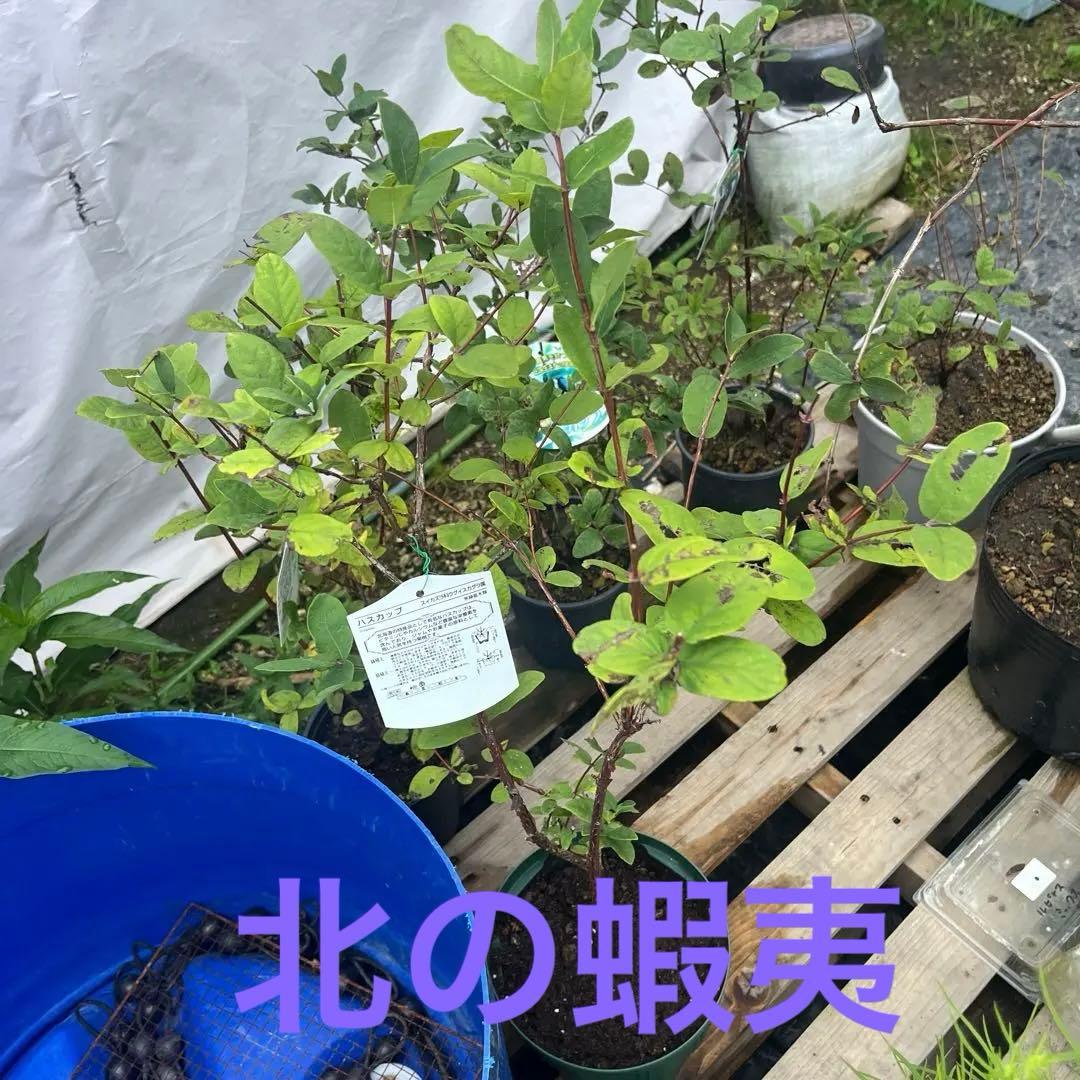 北の蝦夷ハスカップ苗木　原種　1メートル