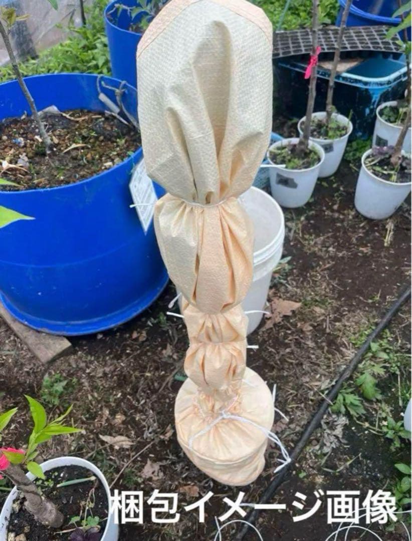 北の蝦夷ハスカップ苗木　原種　1メートル