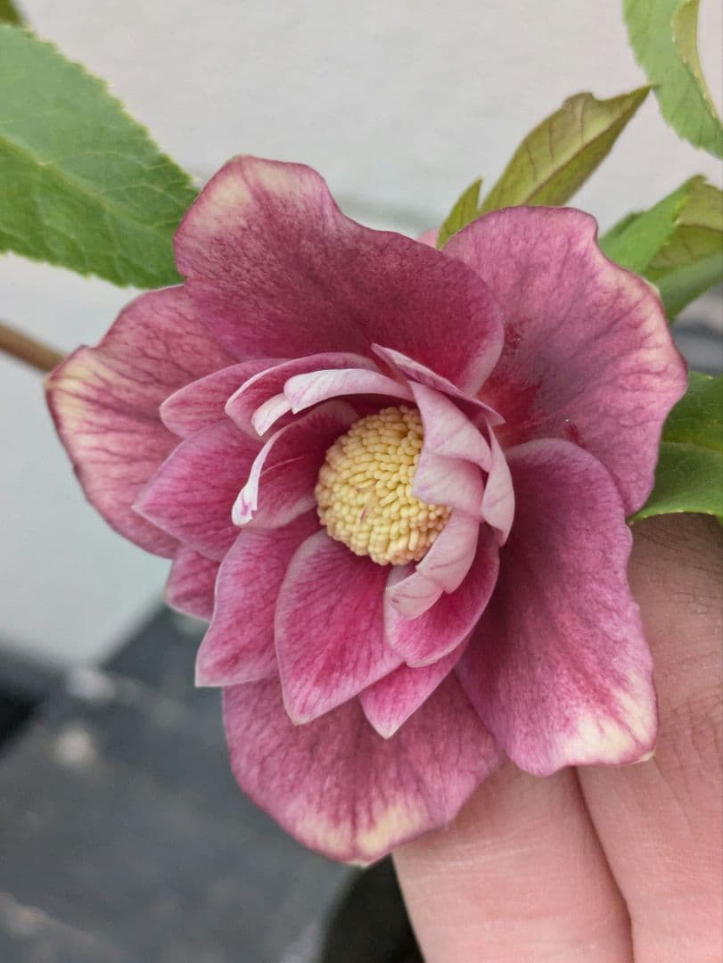 広瀬園芸 クリスマスローズ 【小輪ソレイユ系 リバーシブルdd】