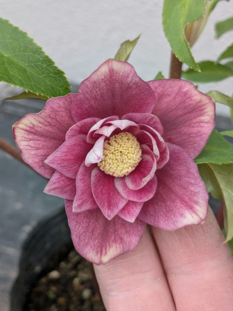 広瀬園芸 クリスマスローズ 【小輪ソレイユ系 リバーシブルdd】