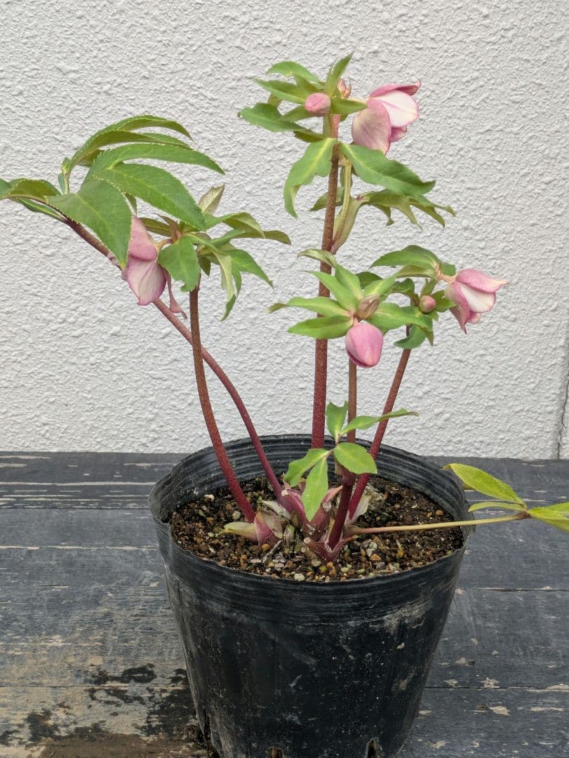 広瀬園芸 クリスマスローズ 【小輪ソレイユ系 リバーシブルdd】