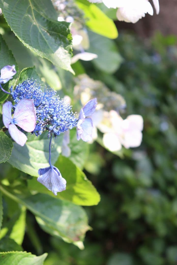 Canon EOS 9000D ダブルズームレンズキット