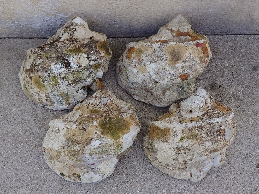 ☆貝☆貝殻☆標本☆　夜光貝×14個　+オマケ 9個