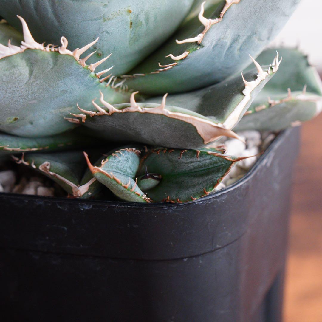 【011】アガベ オテロイ 実生／鉢植え発送