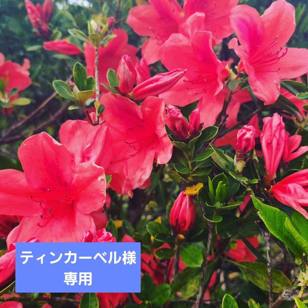 ティンカーベルつる