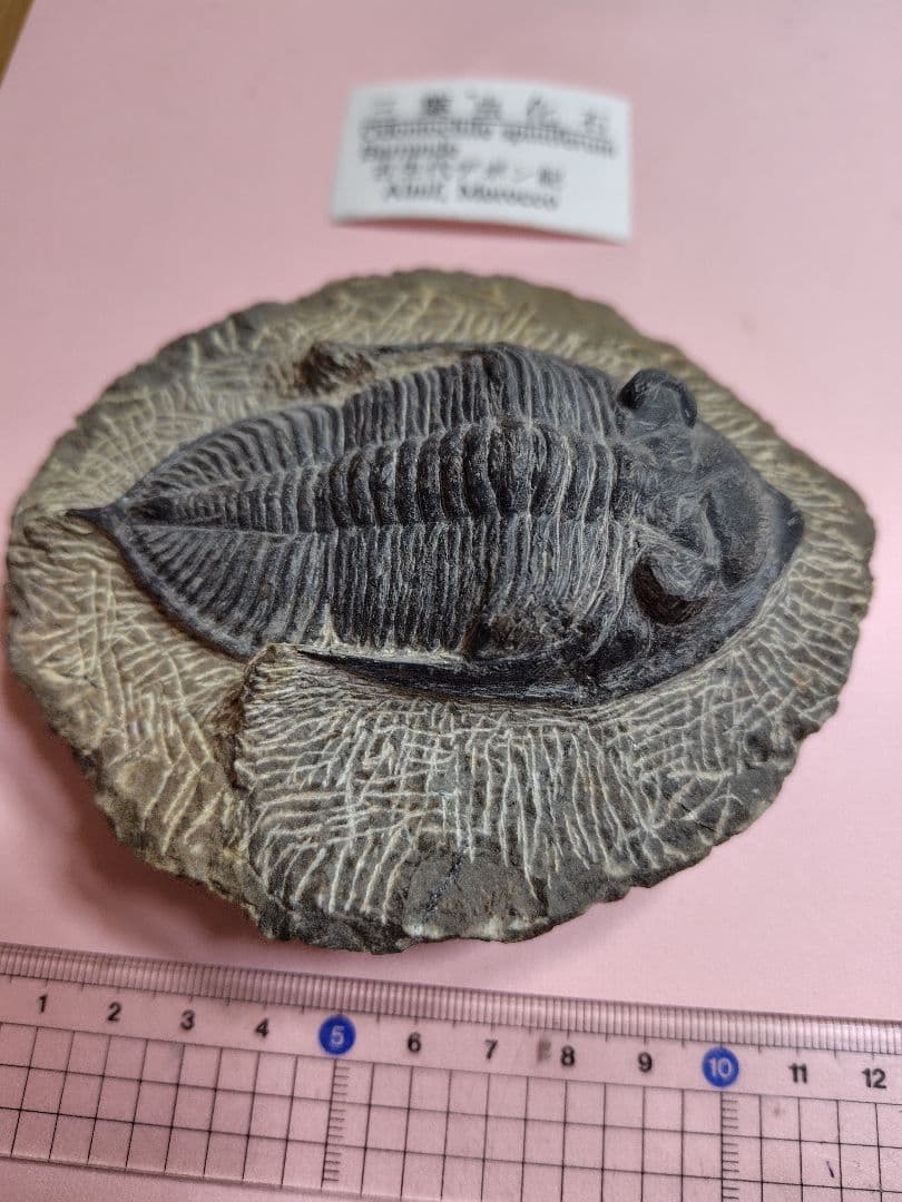 三葉虫化石セット