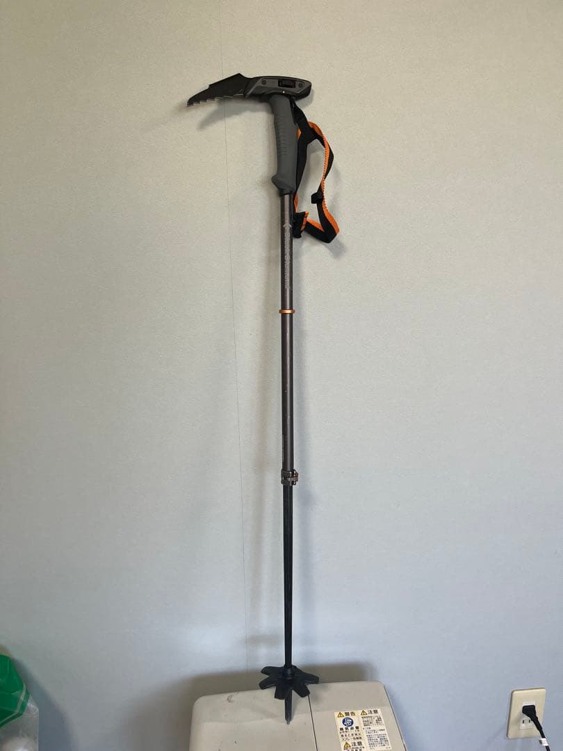 ウィペット　ブラックダイヤモンド