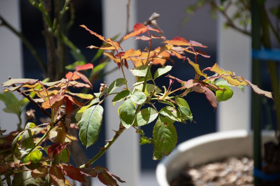 【美品】Nikon 18-140mm f/3.5-5.6G ED VR