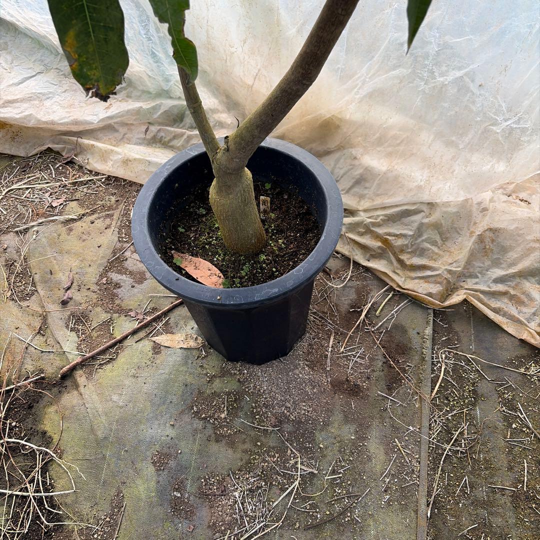 指宿在来の黄色い実のなるマンゴー　10号特大