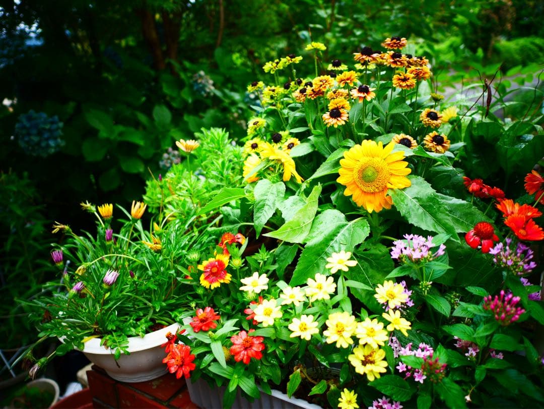 [ほぼ新品]LEICA DG SUMMILUX 15mm/F1.7