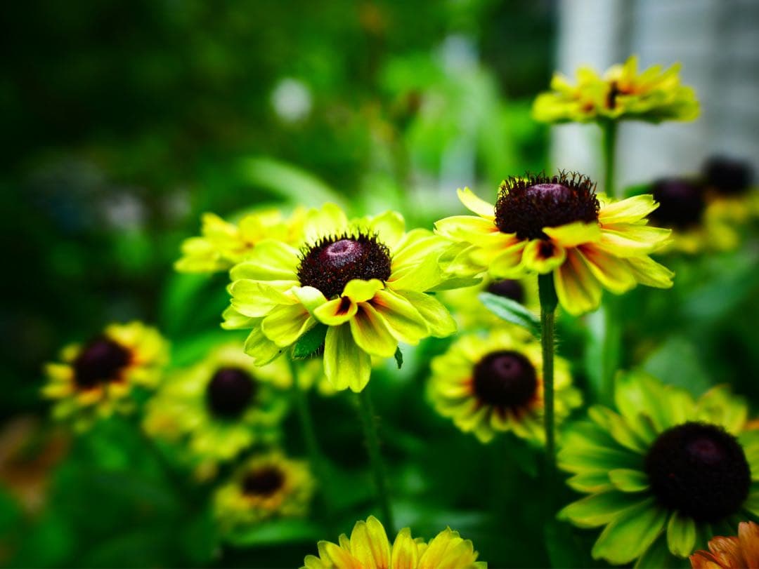 [ほぼ新品]LEICA DG SUMMILUX 15mm/F1.7