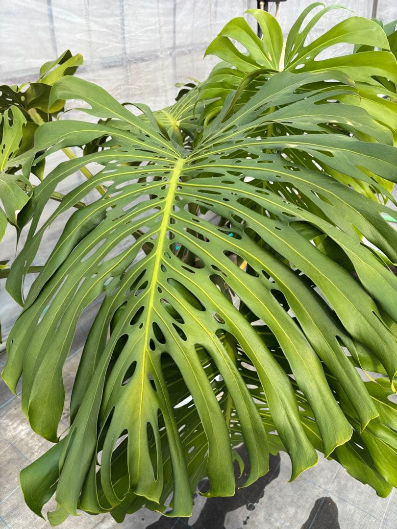 モンステラ 観葉植物 大きな葉付き