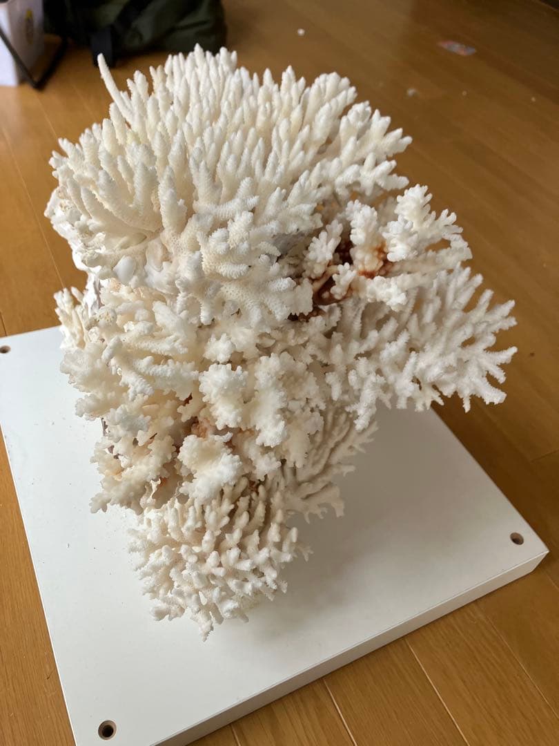 特大　サンゴ礁　オブジェ　　希少　天然珊瑚　ハンドメイド