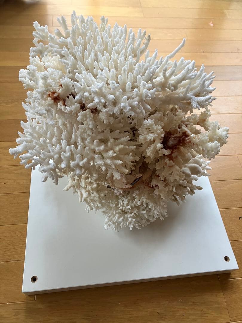 特大　サンゴ礁　オブジェ　　希少　天然珊瑚　ハンドメイド