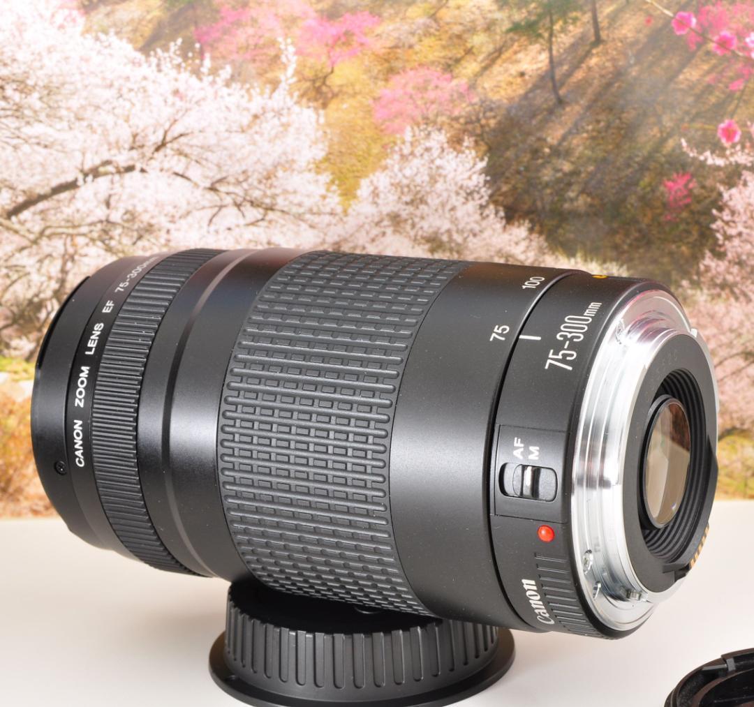 望遠はここから！ Canon キヤノン 望遠レンズ EF75-300mm #9