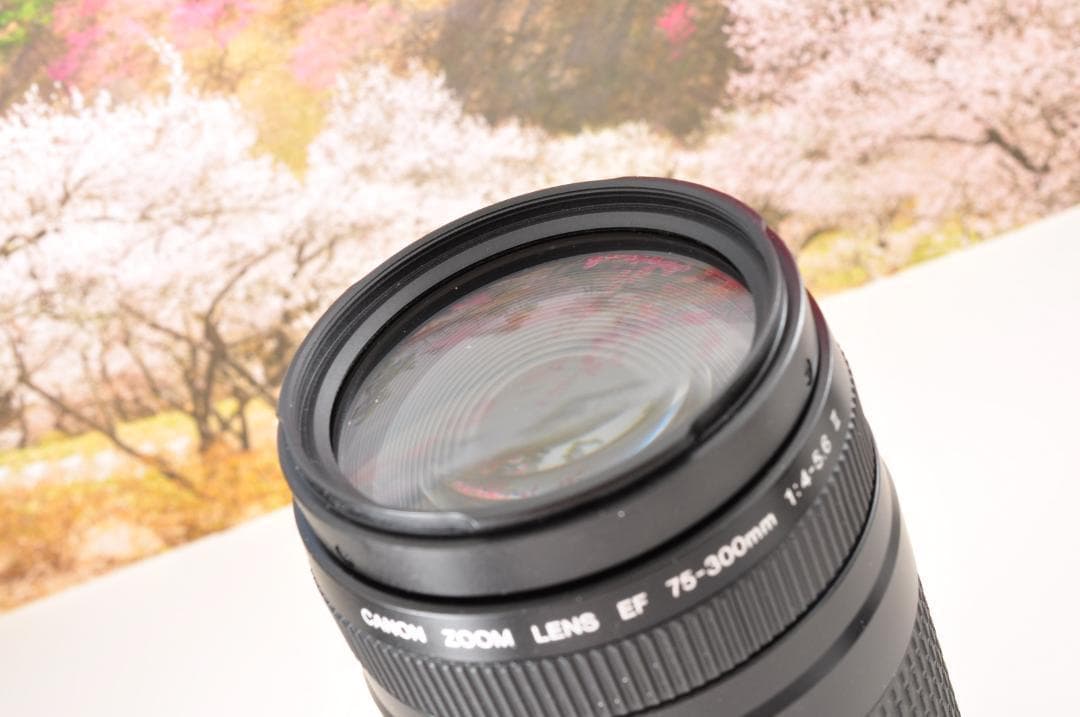 望遠はここから！ Canon キヤノン 望遠レンズ EF75-300mm #9