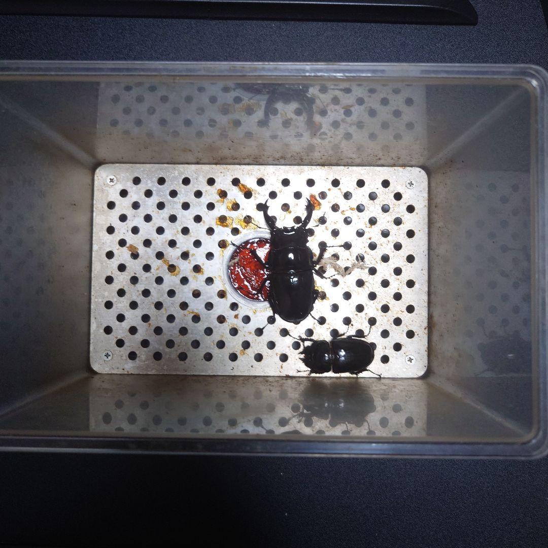 菌糸ブロック崩し＋飼育用品セット