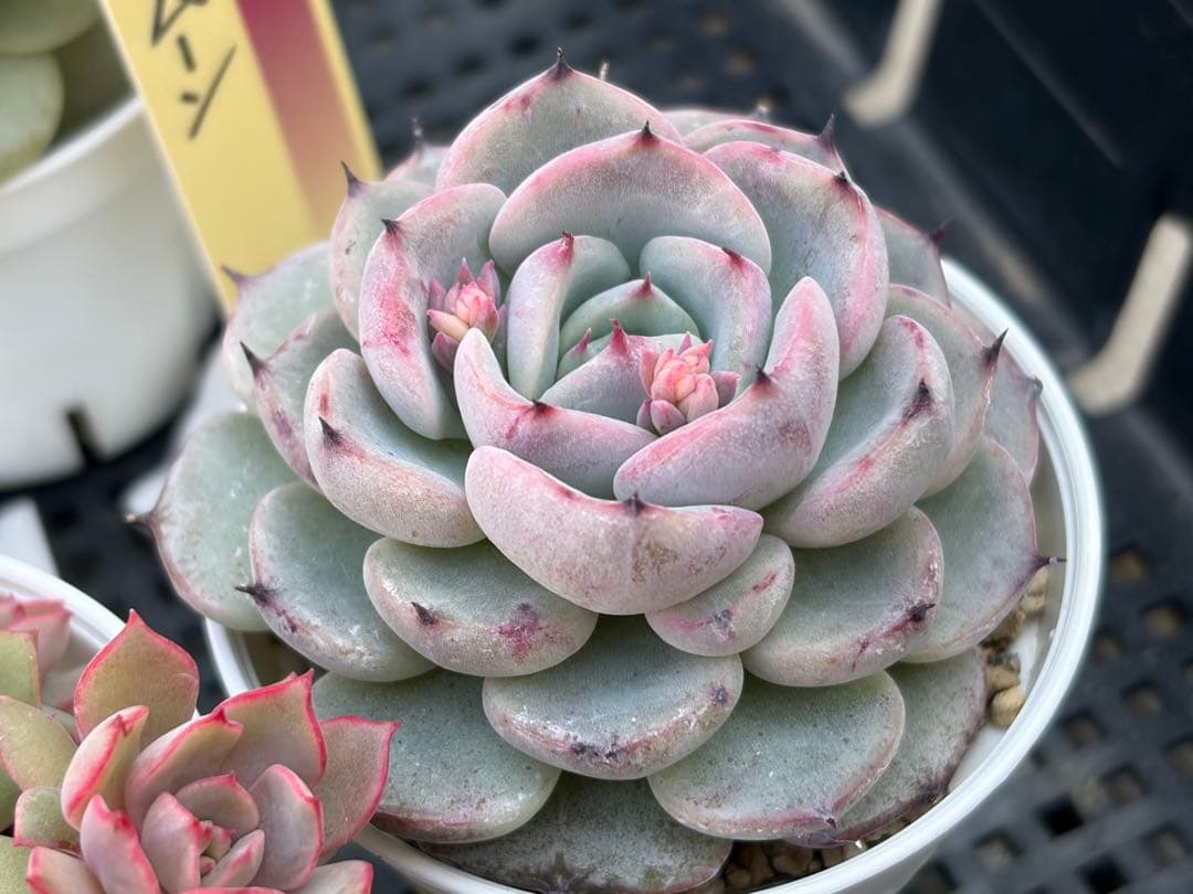 おらいさん苗12個セット　そわそわオマケで13苗ミックスベリア　エケベリア多肉