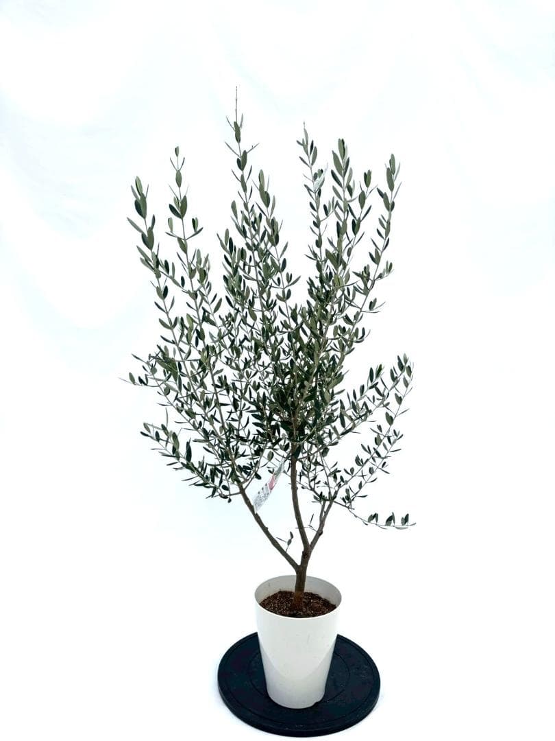 オリーブの木　アスコラーナ　7号　約140cm　NO.846　現品掲載