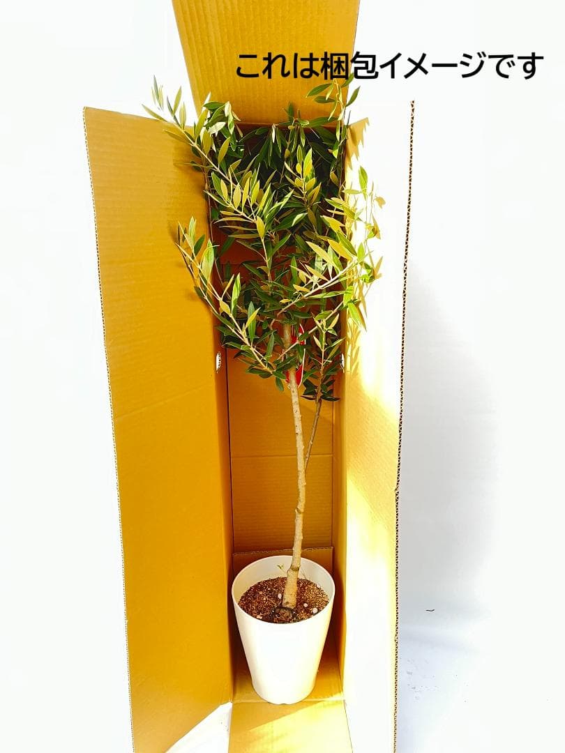 オリーブの木　アスコラーナ　7号　約140cm　NO.846　現品掲載