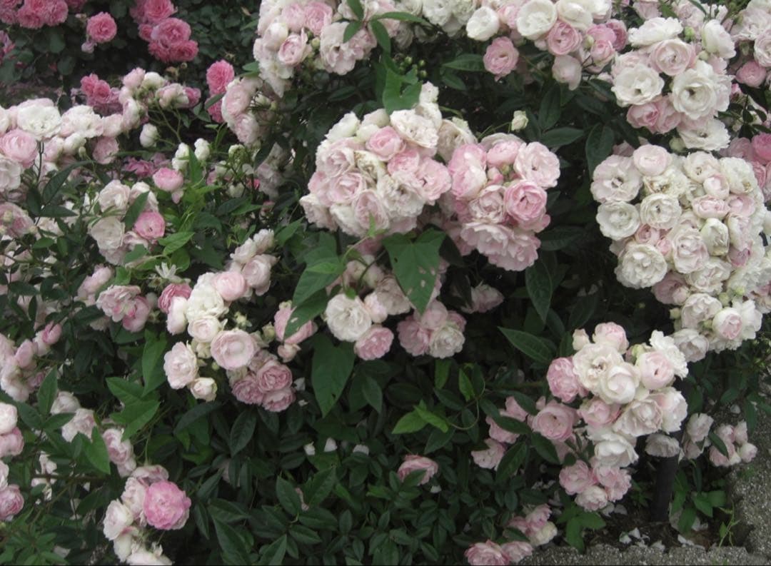 CASIO EXILIM EX-Z1050 デジカメ