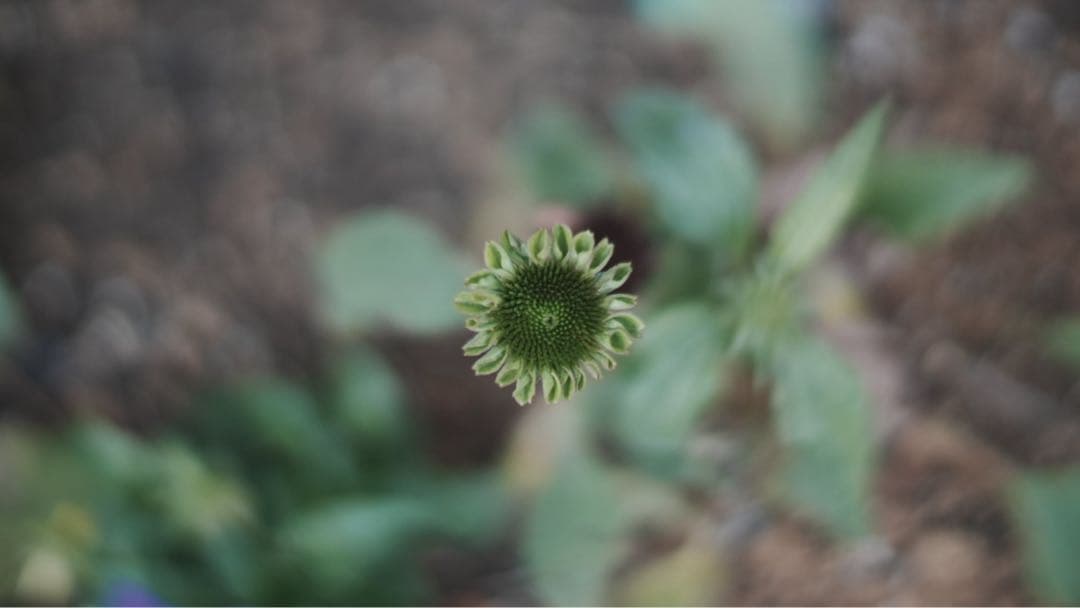 Leica noctilux 50mm f1.2 ASPH 11686 復刻