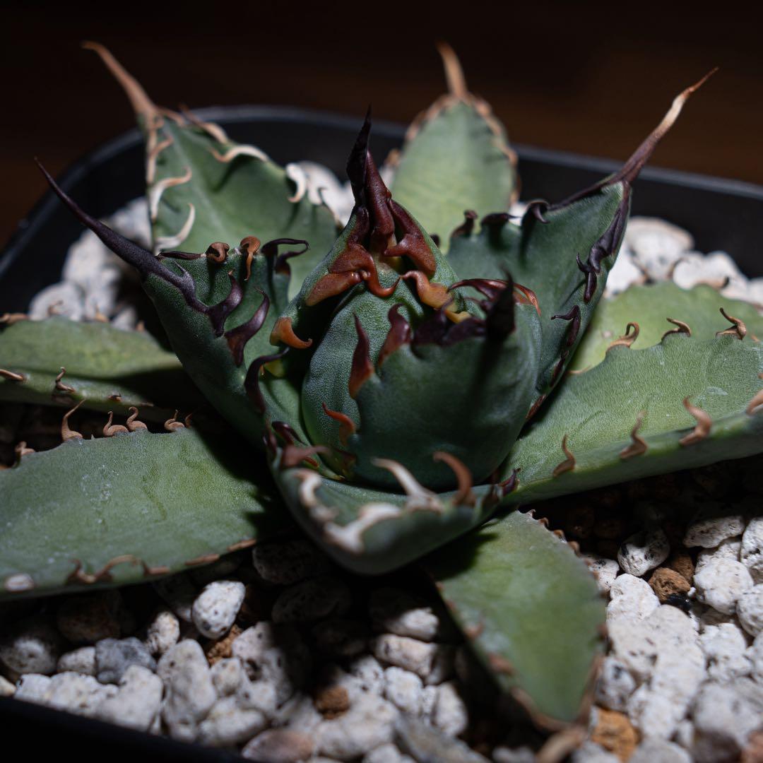 アガベ チタノタ【 エボリスピナ × BB 】