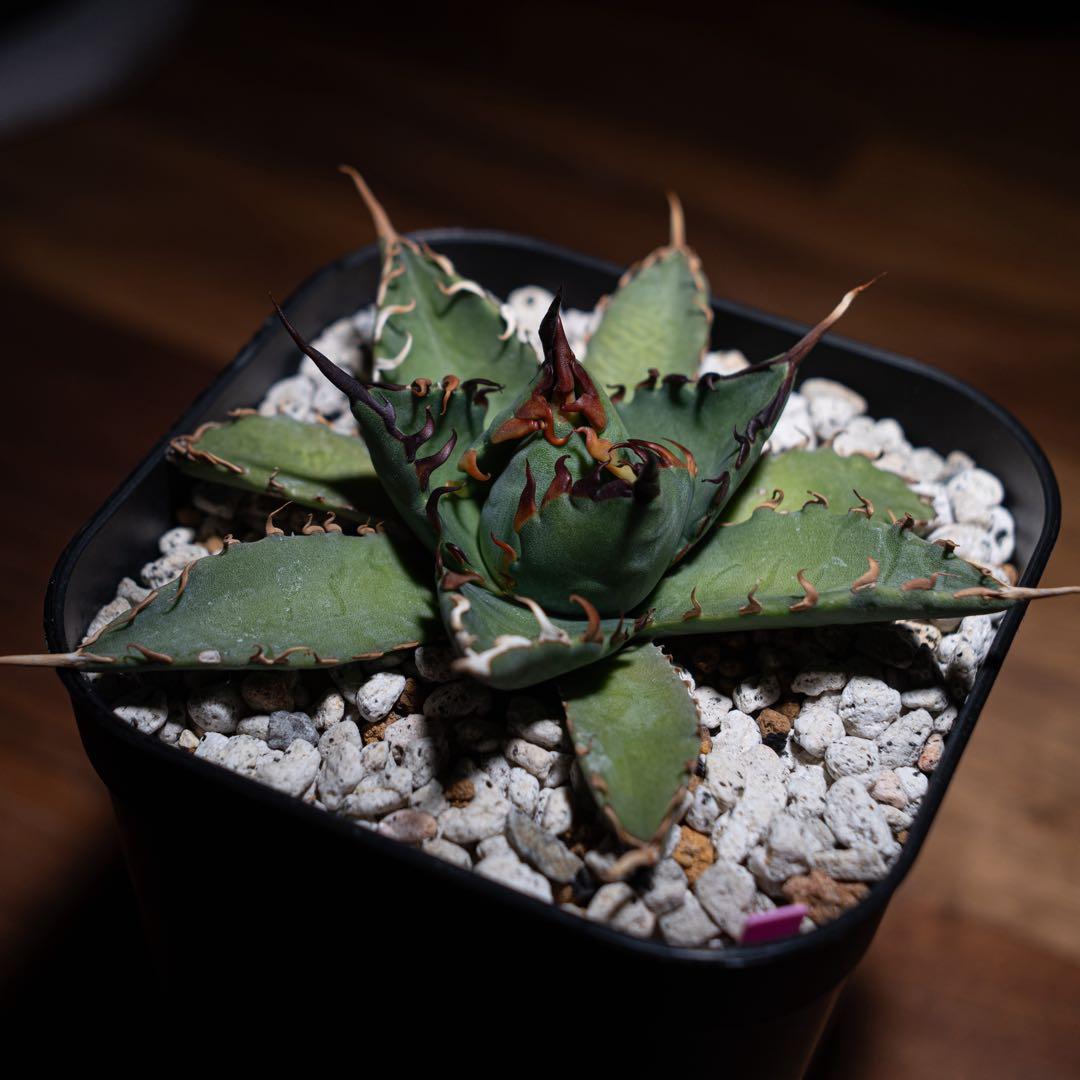 アガベ チタノタ【 エボリスピナ × BB 】